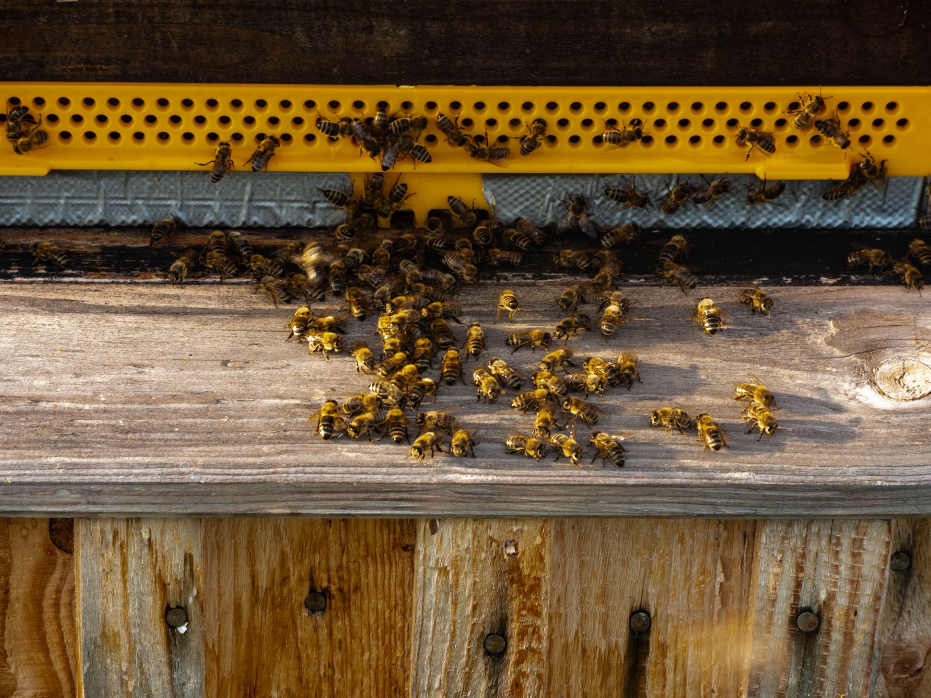 Bienenstand der Imkerei Gumpenberger
